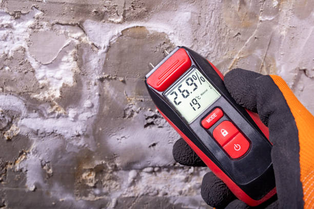 Best Commercial Mold Removal  in Edgewood, KY