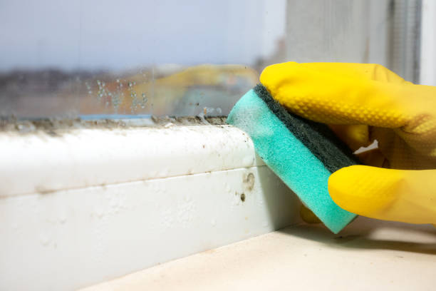 Best Home Mold Removal  in Edgewood, KY