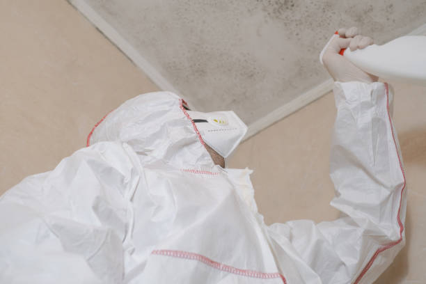 Best Toxic Mold Removal  in Edgewood, KY