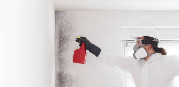 Certified Mold Removal in Edgewood, KY