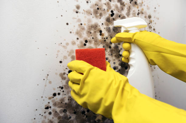 Best Attic Mold Removal  in Edgewood, KY