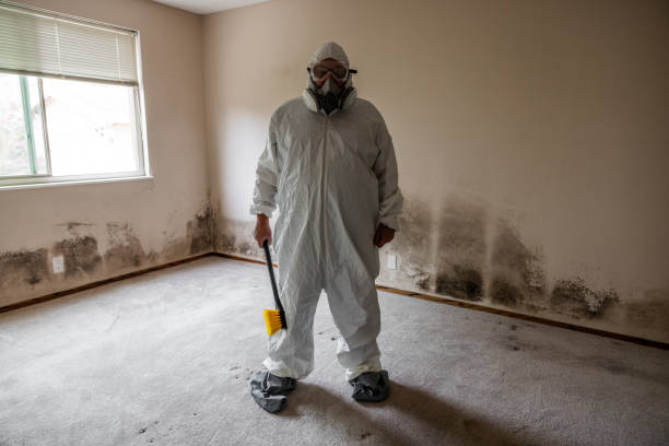 Best Mold Damage Repair  in Edgewood, KY